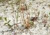 A plant growing in white sand. The leaves are erect & glistening