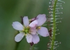 Close-up of a pinkish flower & leaf covered in glandular hairs.