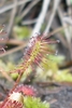 Close-up of leaf showing red sticky trap hairs