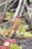 Drosera intermedia