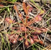 Rosette of spoon-shaped leaves covered in red glandular hairs.