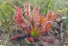 Rosette of spoon-shaped leaves covered in red glandular hairs.