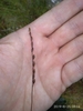 Hand cradling a stalk with capsules borne on one side.