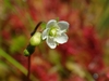 Buds & flower, which is white, 5-petled, with superior ovary