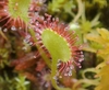 Close-up of the back of the leaf, which is free of sticky hairs.