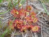 Rosette of racket-shaped leaves covered in red glandular hairs.