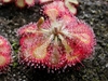 Rosette of spoon-shaped leaves covered in red glandular hairs.