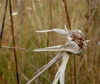 Dry flower in November in Liberty, Florida