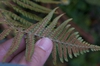 Back of leaf