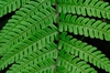 Close up of Leaf