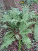 Whole Plant