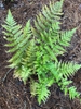 Dryopteris australis