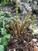tightly coiled, scaly covering emerging frond