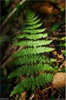 Dryopteris dilatata