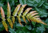 Dryopteris erythrosora