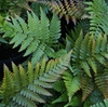 Dryopteris erythrosora