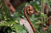 Dryopteris erythrosora