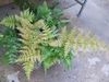 Dryopteris erythrosora