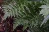 Dryopteris erythrosora