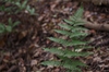 Dryopteris erythrosora