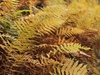Yellowing and browning fern fronds dying back.