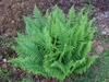 Cluster of upright fern fronds.