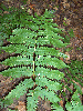 Dryopteris goldiana