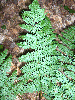 Dryopteris intermedia