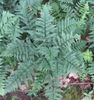 Dryopteris intermedia
