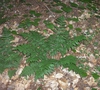 Dryopteris intermedia