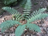 Dryopteris marginalis