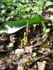 Emerging growth