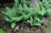 Dryopteris