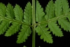Leaf attachment (Cobbs Hill, Rochester, NY)-Late Summer