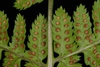 Sori on back of frond (Cobbs Hill, Rochester, NY)-Late Summer