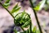 close-up of unfurling frond.