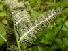 Underside of pinnules showing rows of sori