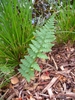 Single, erect frond with pinnatifid pinnules