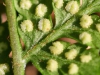 Dryopteris dilatata