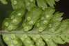 Dryopteris dilatata