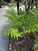 fern with erect fronds growing next to walkway