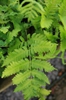 frond