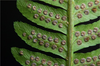 Sori on back of frond
