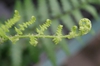 Unfurling frond