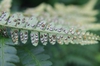 Back of frond with spores