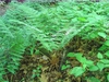 Dryopteris marginalis