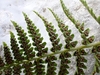 Underside of frond showing c-shaped sori