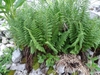 Stand of upright, green fronds.