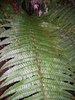 Leaf closeup