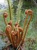 Uncurling frond